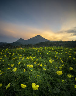 Scenic view of flowering plants on field against sky during sunrise