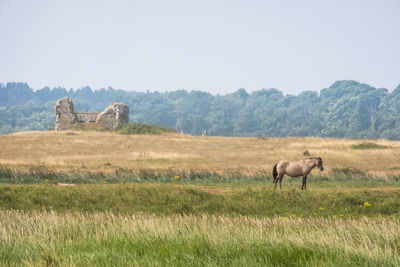 Side view of horse on field against sky