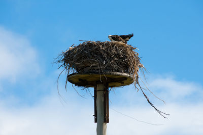 Low angle view of bird on nest against sky