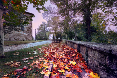 Fallen leaves on tree during autumn