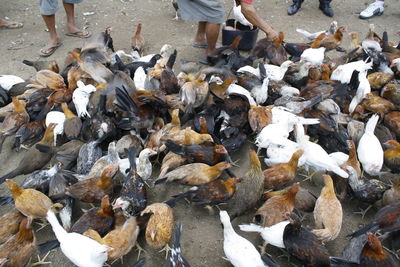 High angle view of birds in water