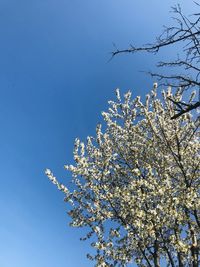 Low angle view of cherry blossoms against blue sky