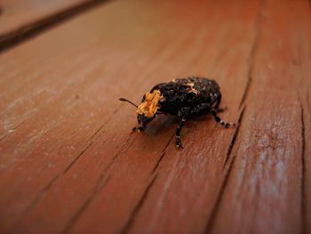 Close-up of insect on wood