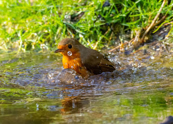 Robin having a bubble bath