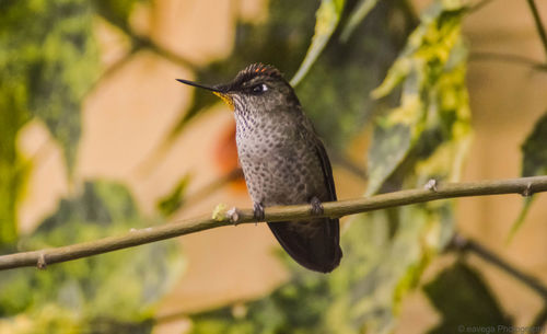 Close-up of bird perching on branch