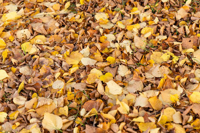 Full frame shot of yellow maple leaves