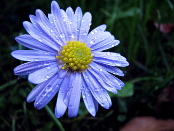 Close-up of water drops on flower