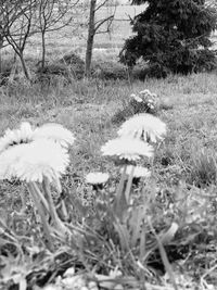 Plants growing on field