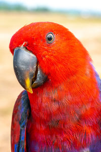 Close-up of parrot