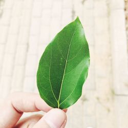 Close-up of hand holding leaf