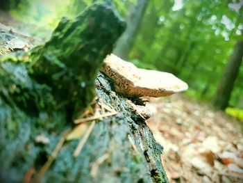 Close-up of mushroom growing on tree trunk