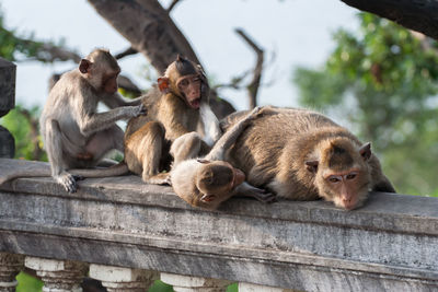 View of monkey relaxing on wood