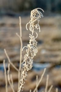 Close-up of dry plant on land