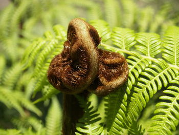 Close-up of fern