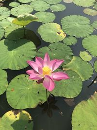 Lotus water lily in lake