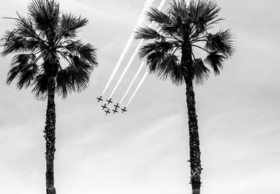 Low angle view of silhouette palm tree against sky airshow