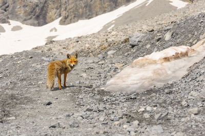 View of a dog lying on ground