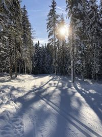 Trees on snow covered land against sky