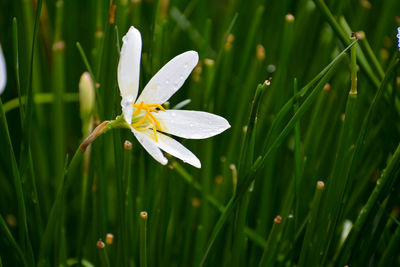 Close-up of wet white flower