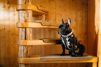 French bulldog looking on spiral stairs