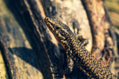 Close-up of lizard on tree trunk