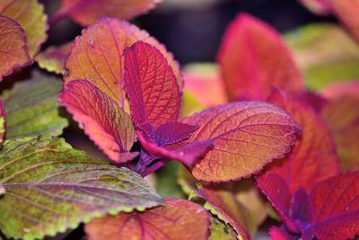 Close-up of autumnal leaves