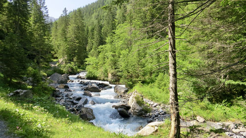 Scenic view of river stream amidst trees in forest
