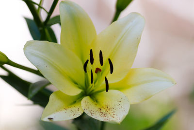 Close-up of yellow flower