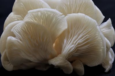 Close-up of white flower