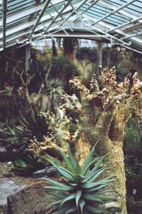 Close-up of plant in greenhouse