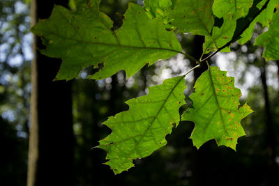 Close-up of fresh green leaves