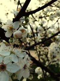 Close-up of cherry blossoms