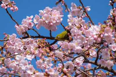 Cherry blossoms in spring