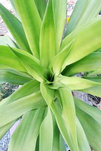 Full frame shot of succulent plant