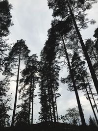 Low angle view of silhouette trees against sky