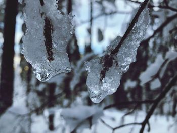 Close-up of frozen plant