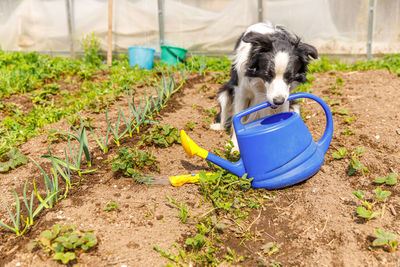 Dog border collie holding watering can in mouth on garden background. gardening agriculture concept