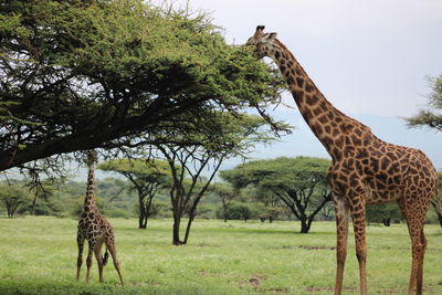 Giraffe in a field
