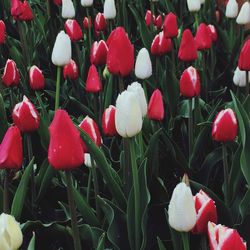 Close-up of red tulip flowers on field