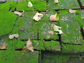 High angle view of leaves on field