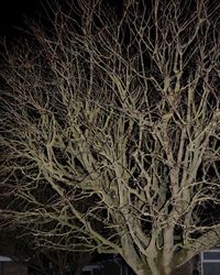 Close-up of plants at night