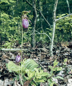 Close-up of purple flowers