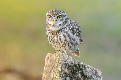 Close-up portrait of owl perching on wooden post