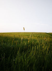 Scenic view of agricultural field against clear sky