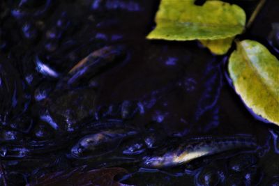 High angle view of fish in water