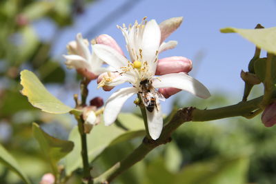 Close-up of white flowering plant