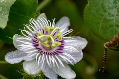 Close-up of purple flower