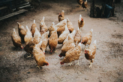 High angle view of birds on the ground