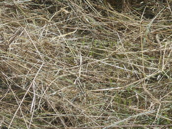 grass