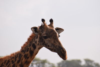 Close-up of giraffe against sky